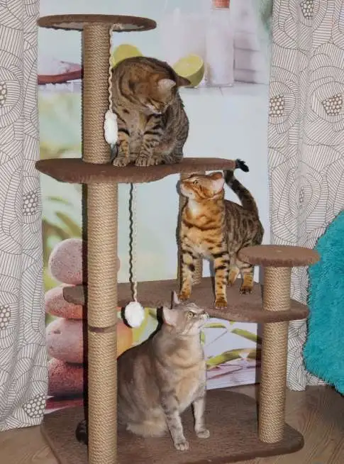 когтеточка лазилка для кошек., фотография 2