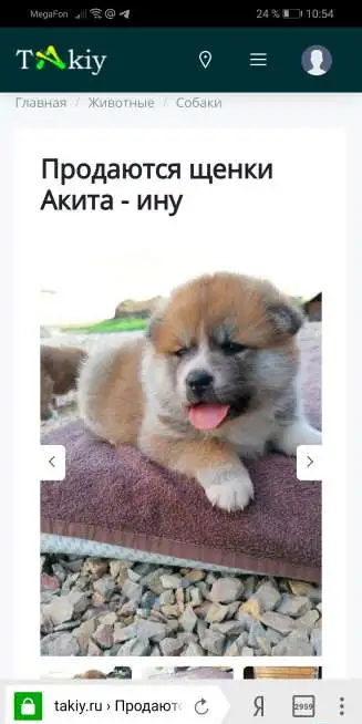 Продаются щенки Акита-Ину, фотография 1