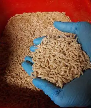 продажа опарыша, фотография 1