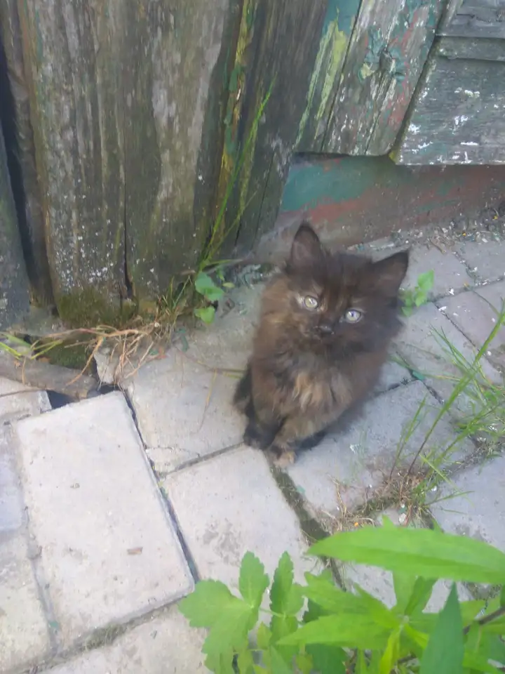 Котята в добрые руки, фотография 3