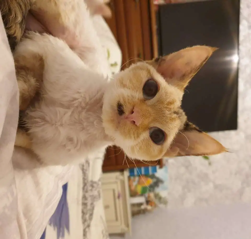 Котята девон рекс, фотография 1