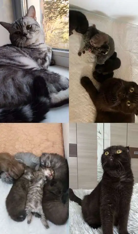 ОТдам Шотландских вислоухих котят, фотография 7