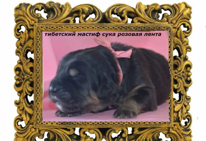 тибетский мастиф щенки , фотография 2