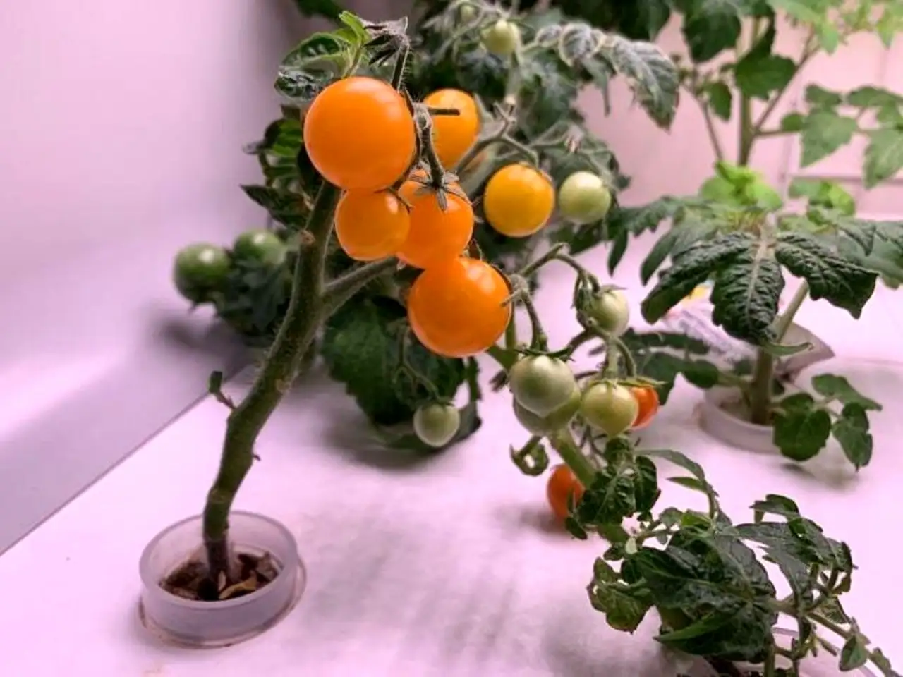 Домашняя садовая ферма vegebox quot;h-boxquot; 4 уровня, фотография 7