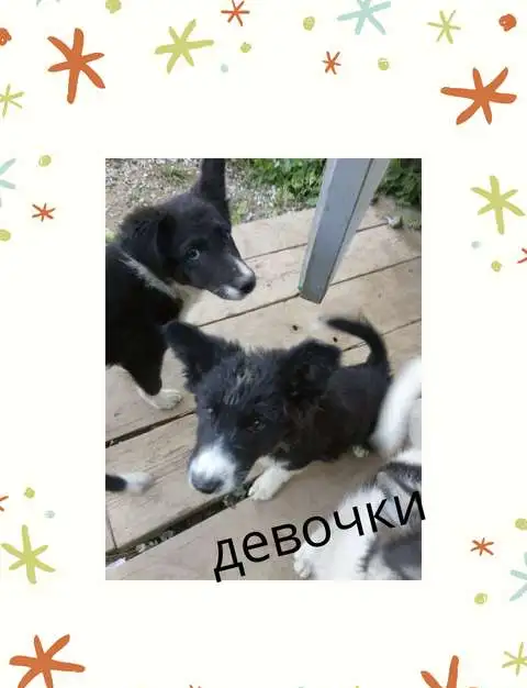 Отдам в добрые руки щенков, фотография 4