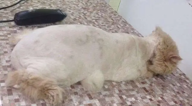 Стрижка кошек и собак, фотография 4