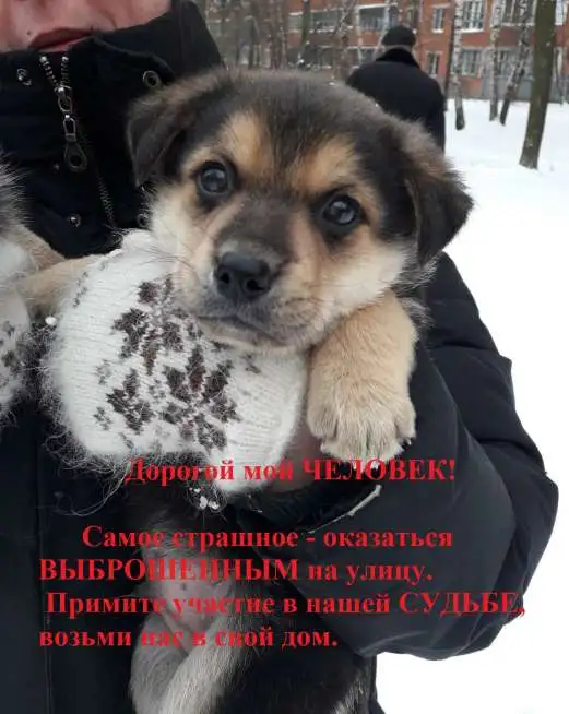 ИЩУ ЛЮБЯЩЕГО ХОЗЯИНА, фотография 1