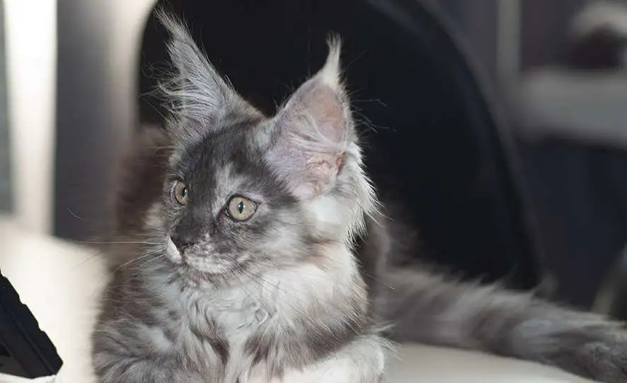 котенок мейн-кун, фотография 5