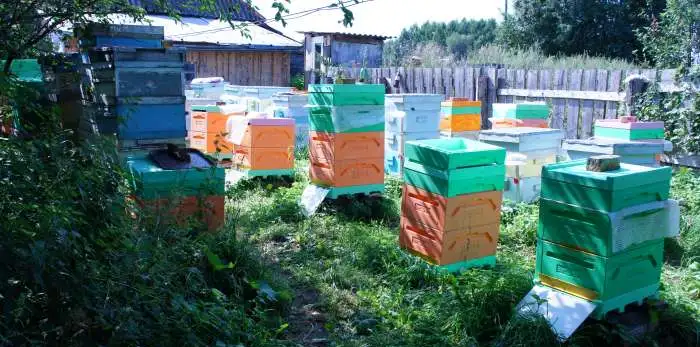 Продажа цветочного меда, фотография 3