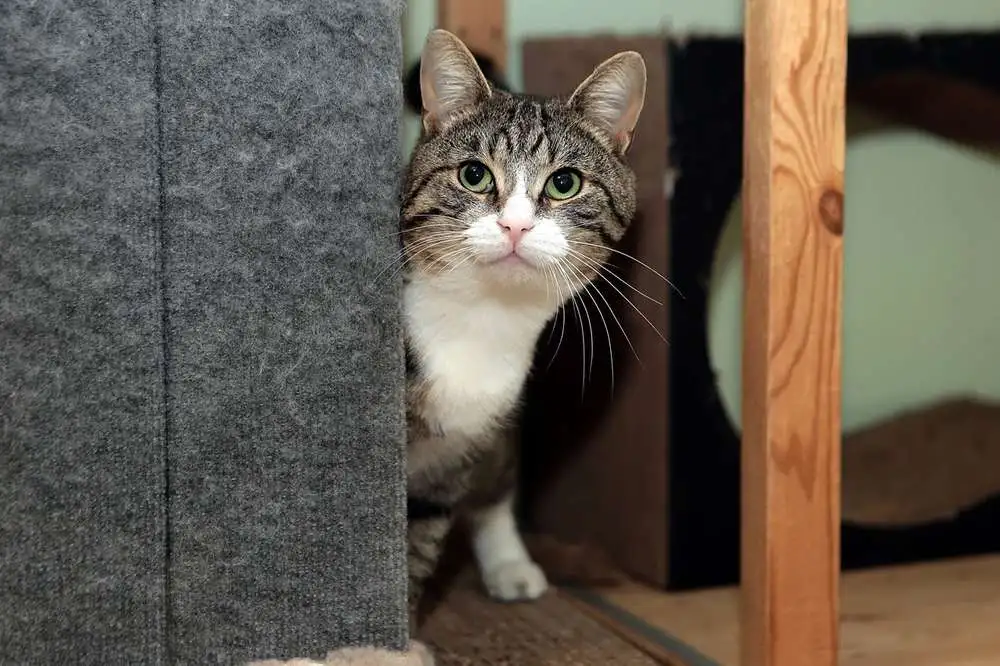 Сева  трогательный котик, ищущий любящий дом., фотография 7