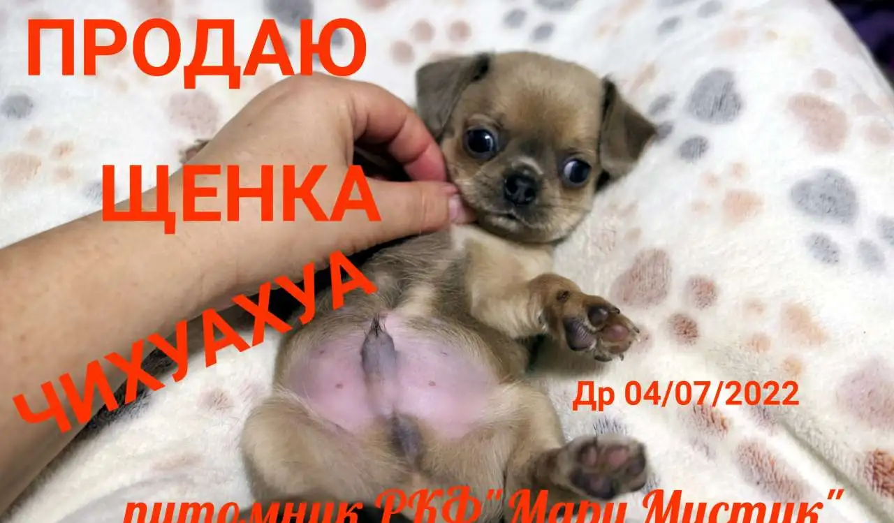 Щенки чихуахуа разного возраста, пола и окраса, фотография 8