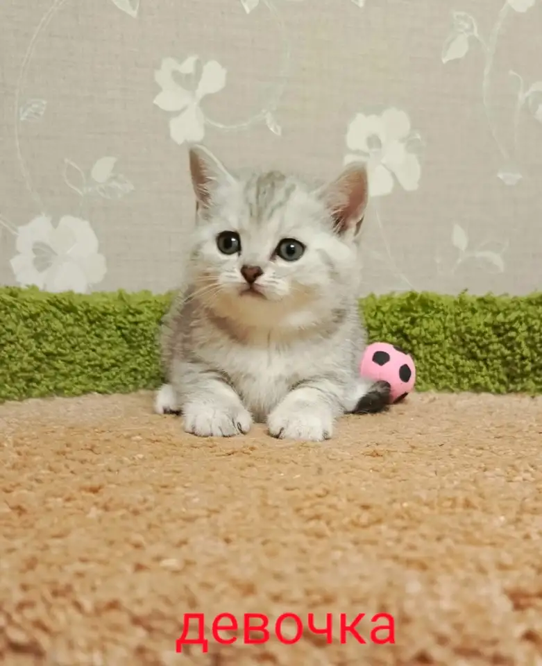 Красивый котенок девочка - серебристая шиншилла, фотография 2