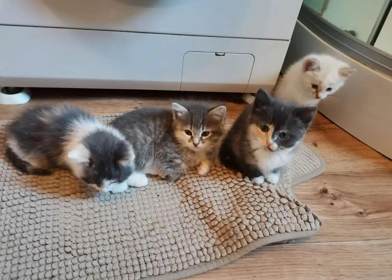 Котята в подарок с доставкой, фотография 1