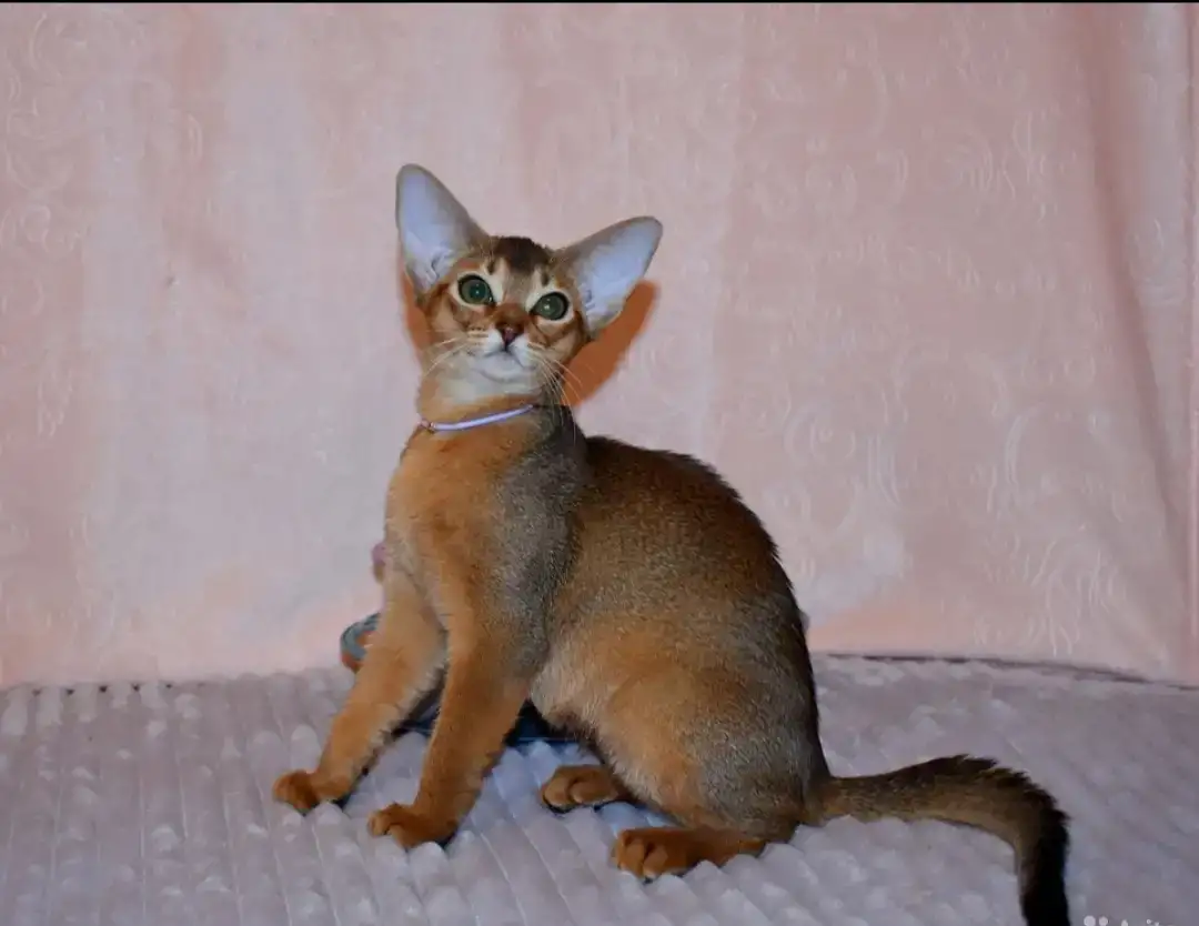 Абиссинские котята, фотография 2