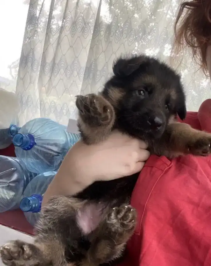 Продам щенков немецкой овчарки, фотография 4