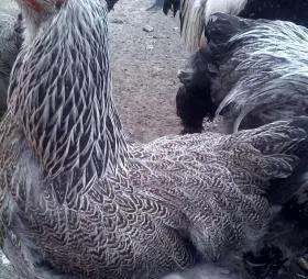 Инкубационное яйцо кур породы Брама серебристая, фотография 1