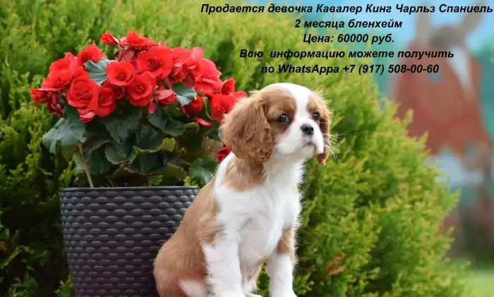 Предлагаются щенки редкой породы Кавалер Кинг Чарльз спаниель., фотография 2