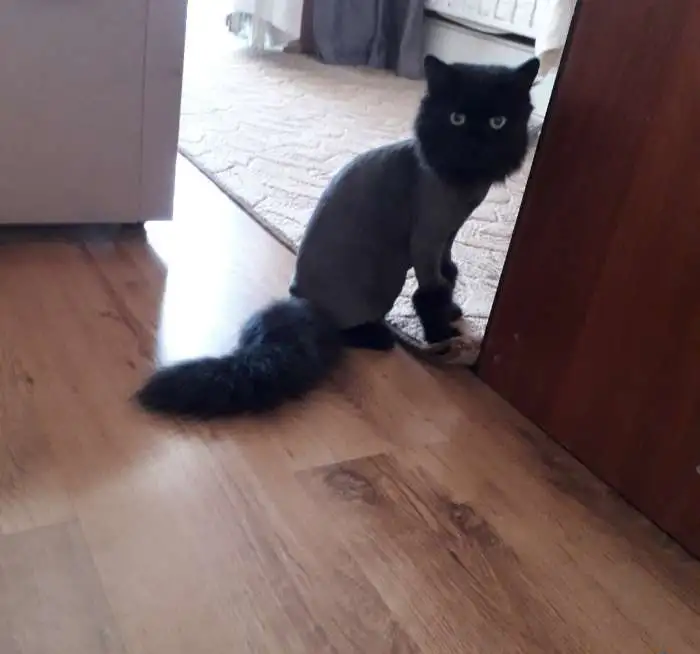 Стрижка кошек и собак, фотография 2