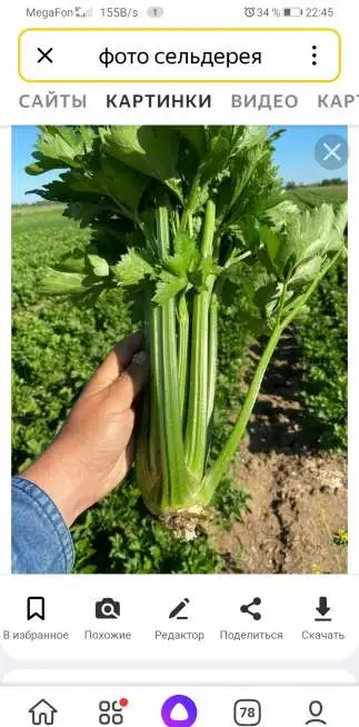 Продам сельдерей, фотография 1