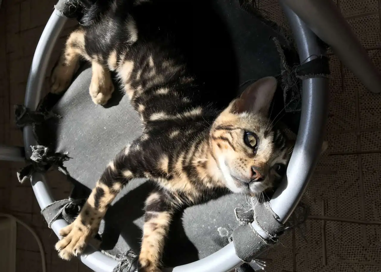 Бенгальский котенок, фотография 1