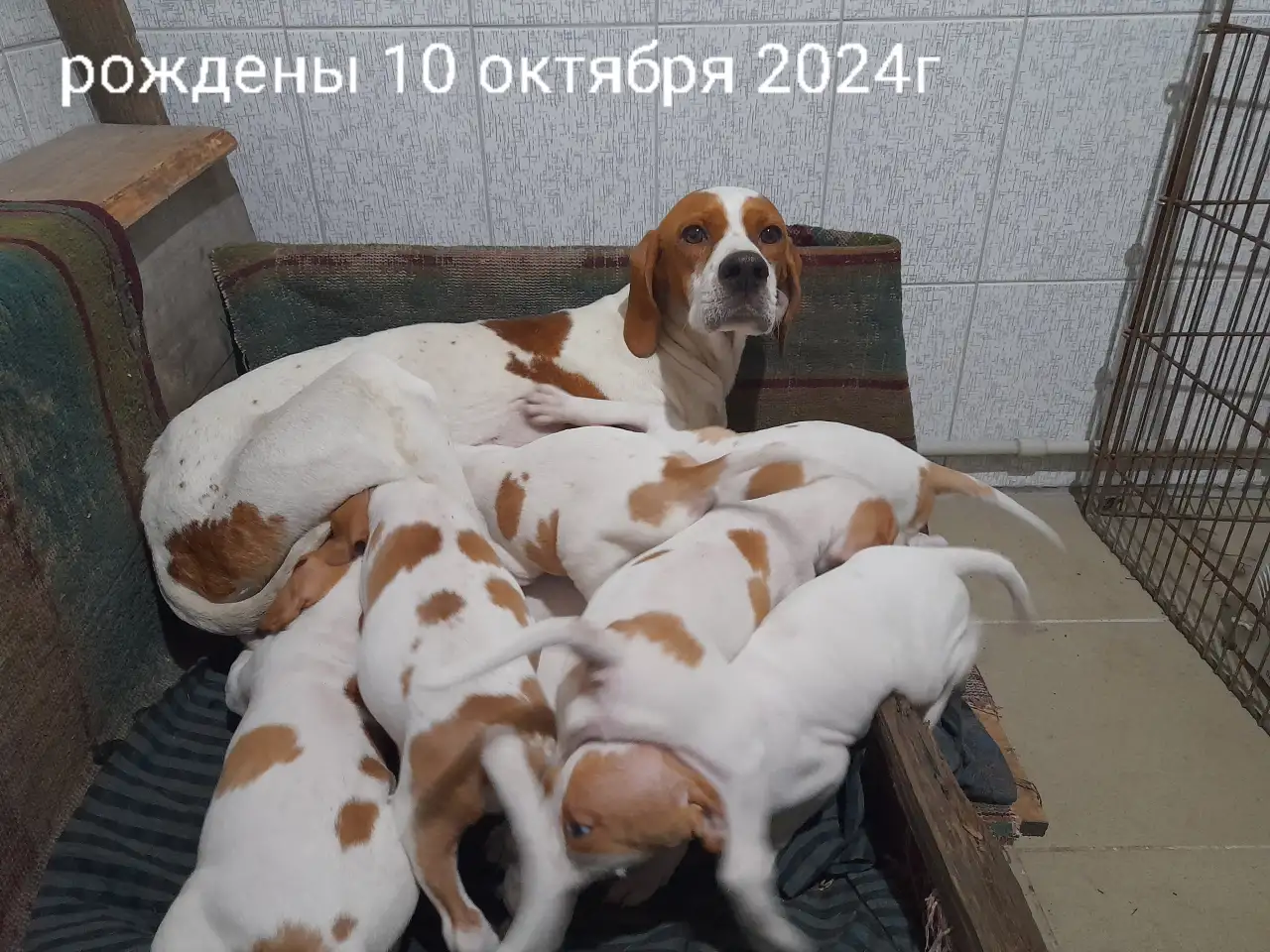 продаются щенки пойнтер, фотография 5