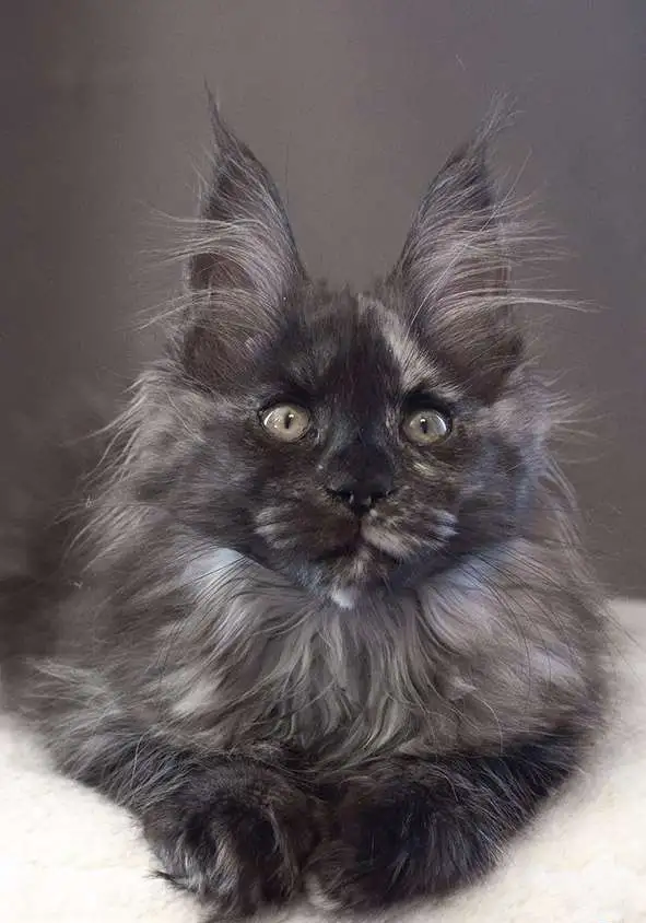 котенок мейн-кун, фотография 3