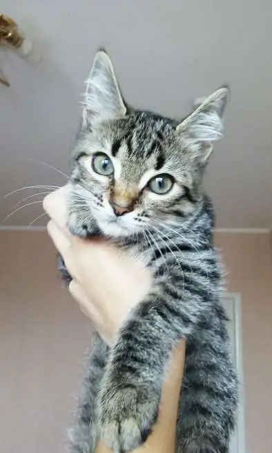 Котята спешат покорить ваше сердечко!, фотография 7