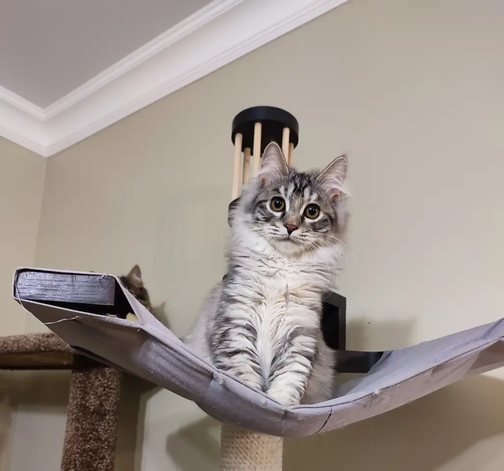 Котята Курильского бобтейла, фотография 6