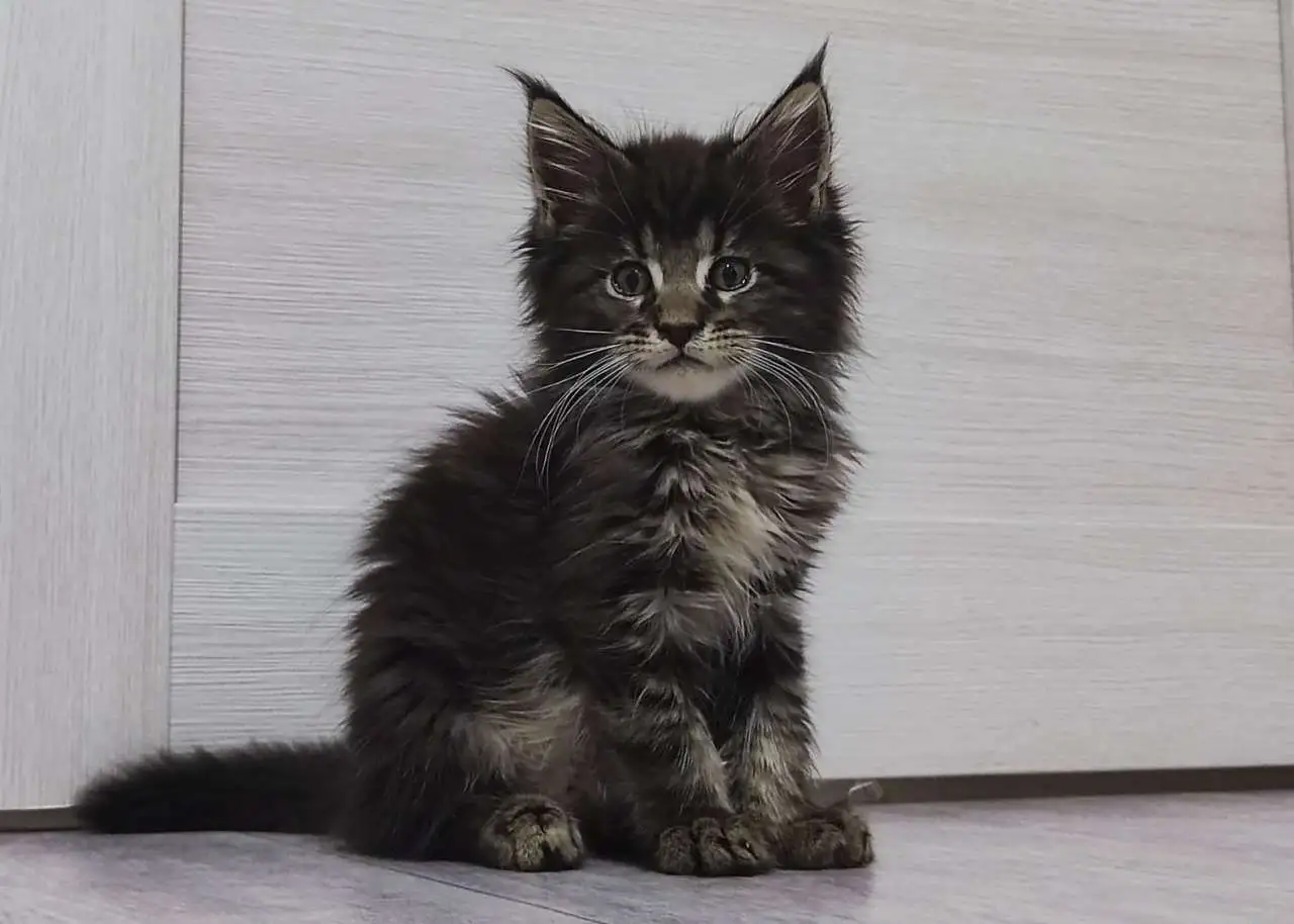 Котята Мейн кун, фотография 4