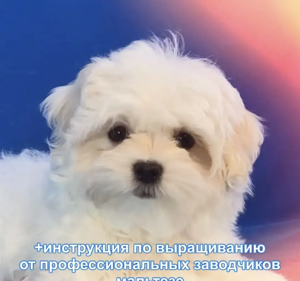 100% породистые, статусные щенки мальтезе из клуба Аэлит., фотография 3