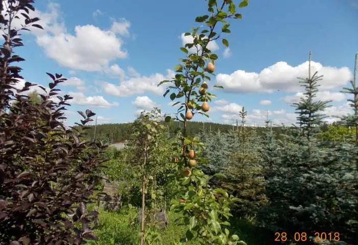 Саженцы декоративных, плодово-ягодных культур, фотография 2