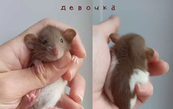 Крысята Дамбо, фотография 5
