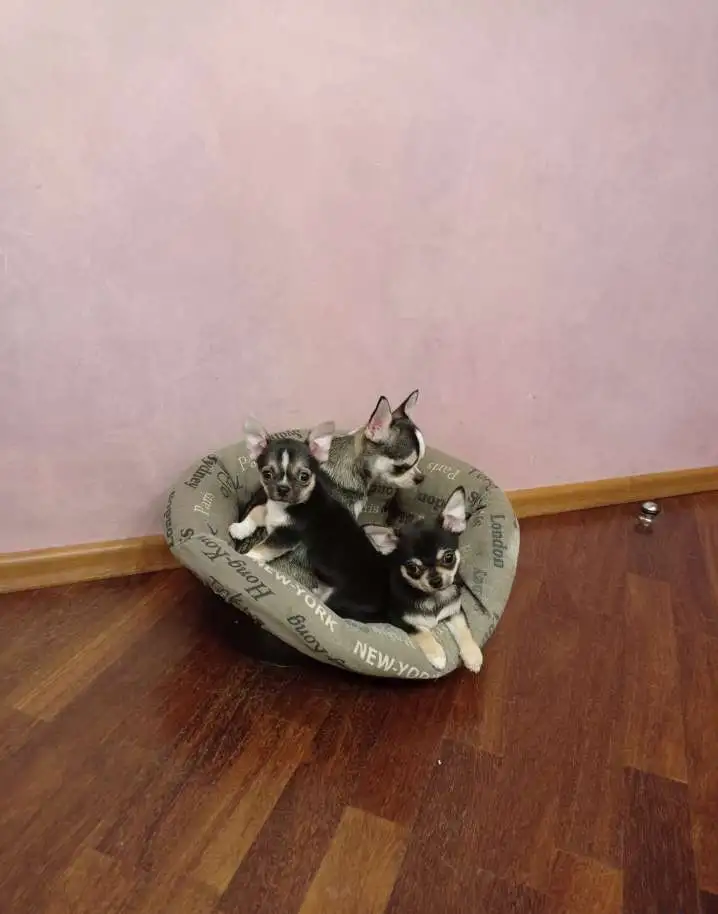 Продам, фотография 1