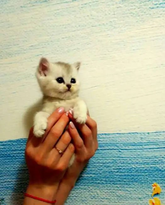 Британские чистокровные котята драгоценного окраса, фотография 4