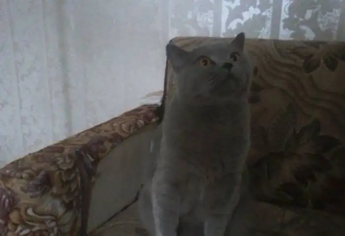 отдам в добрые руки, фотография 1