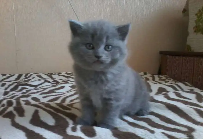 Шотландские котятки!!!!!!, фотография 4