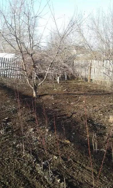 Рассада огурцов, фотография 3
