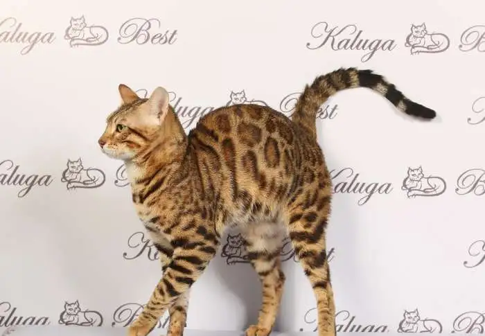 Бенгальский кот на вязку, фотография 3