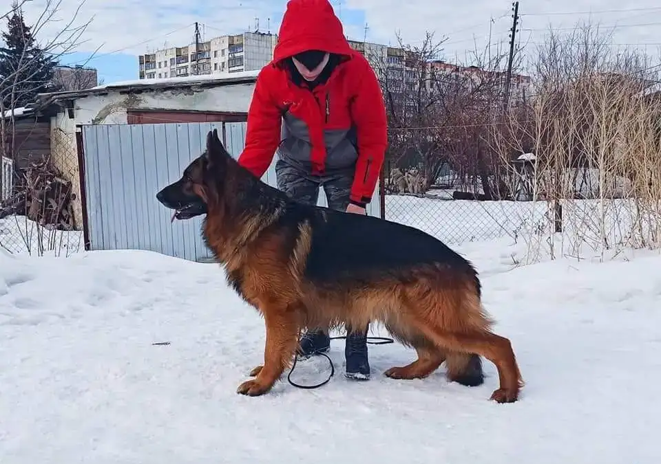 Продам щенков немецкой овчарки, фотография 2