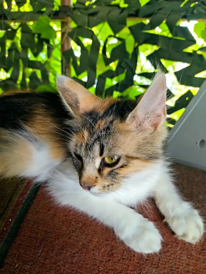 Котята в хорошие руки, фотография 1