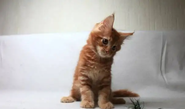 Котенок Мейн-куна , фотография 2
