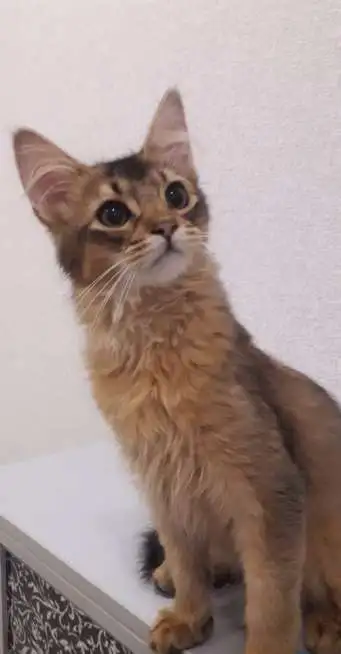 КОЯТА, фотография 10