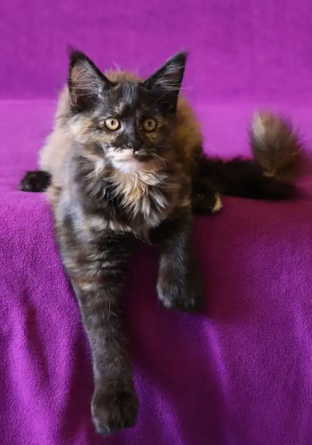 Котята мейн-кун из питомника, фотография 7