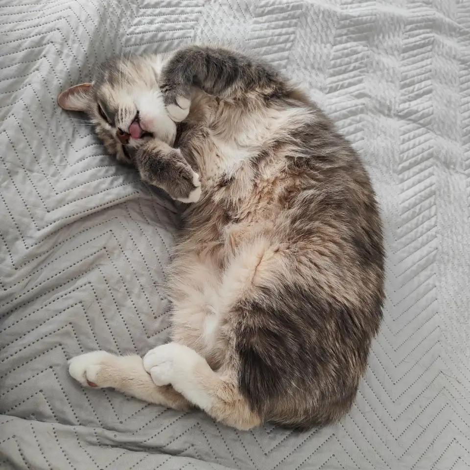Кошка, фотография 9