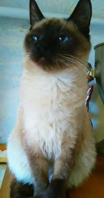Продаются котята!, фотография 3