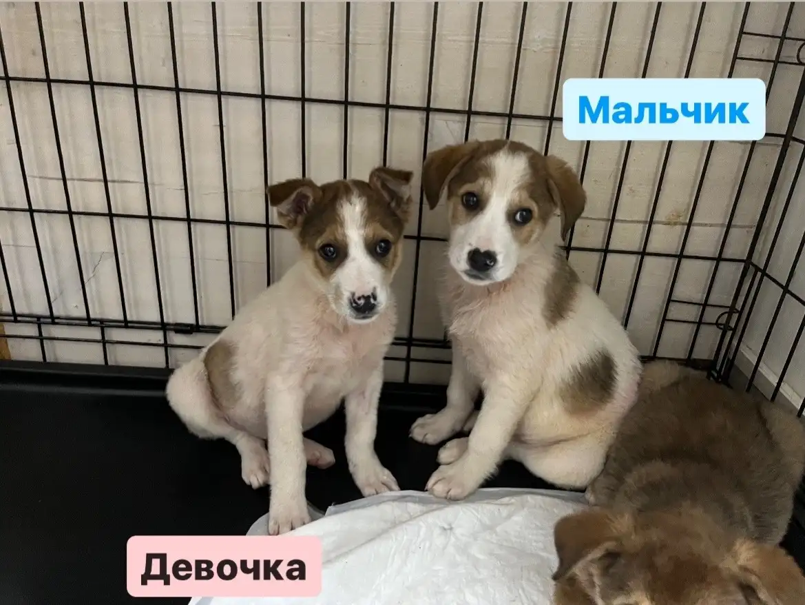 Щенки в добрые руки, фотография 4
