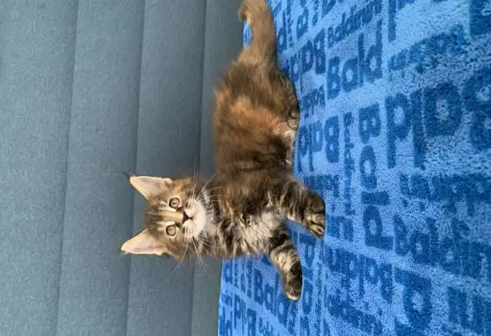 Мейн Кун котята, фотография 6
