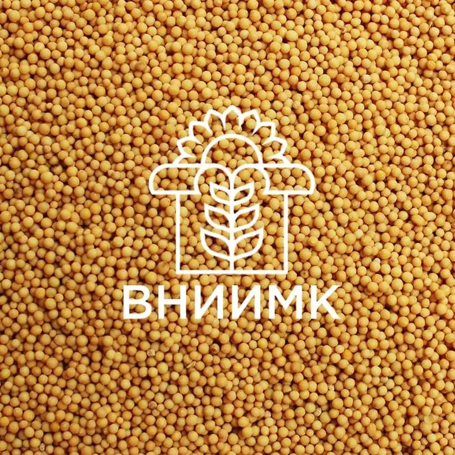 Семена яровой горчицы ВНИИМК сорт Ниагара, фотография 1