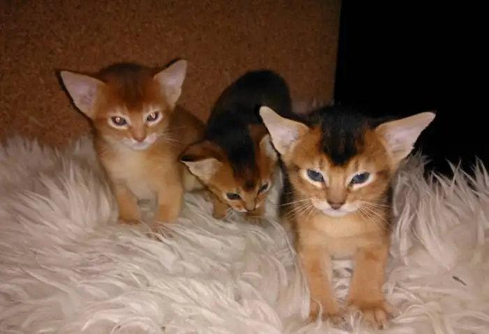 Продаю Абиссинских котят, фотография 3