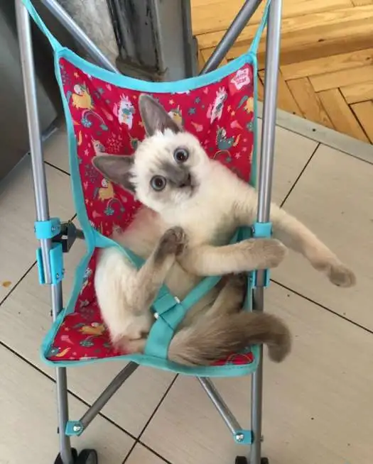 Чистопородные тайские котята, фотография 12